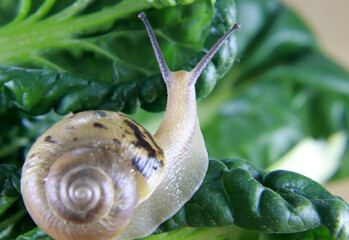 A 
A close-up of the snail on the green leaves.

