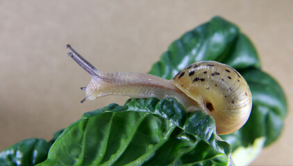A close-up of the snail on the green leaves.
