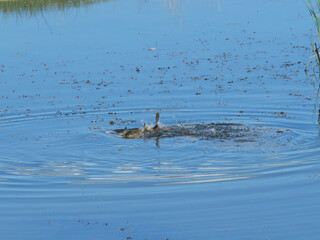 Common Carp moving vigorously in a spring wetland, Boulder, Colorado