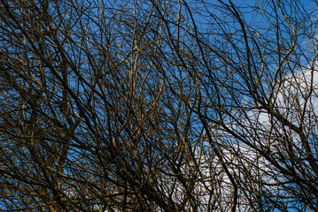 abstract background trees branches branches, dry trees background bright blue clouds daytime bottom angle view
