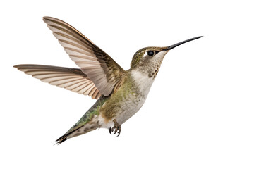 Fototapeta premium Hummingbird hovering with spread wings isolated against a plain backdrop on transparent background
