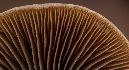 Microscopic View of a Mushroom's Gill Structure: A Detailed Macro Photograph Revealing the Intricate Network of Lamellae, Highlighting the Natural Beauty and Complexity of Fungi