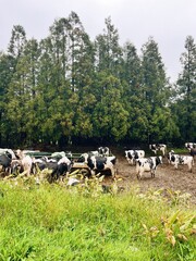 Obraz premium Black and white cows grazing in a pasture against the Azores fores