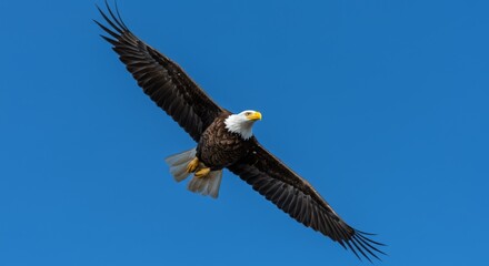 Obraz premium Majestic bald eagle soaring against clear blue sky