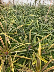 Small baby pineapples growing on the vine in a green house 