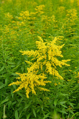clusters of goldenrod or goldrute flowers in garden, bright yellow wildflower with tall upright stems and tiny blooms, soft focus with copy space