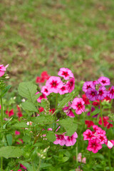 clusters of red and pink phlox flowers in garden, colorful small star shaped dense flower heads, soft focus with blurry garden background and copy space