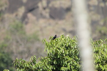 Beautiful Birds in Kithulgala, Sri Lanka 