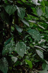  Young pepper fruit Immature peppercorns