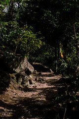 old tree in the forest