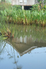 Reflection of building in lake with tall grass and plants