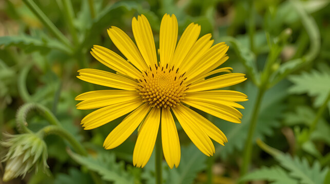 Golden Crownbeard (Also called Golden Crownbeard, Copen Daisy, golden crown beard) in the nature, Golden Crownbeard Flower closeup,Beautiful yellow flower closseup in nature Chakwal, Punjab, Pakistan