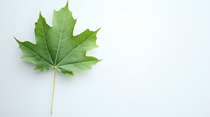 Close-up image of a vibrant green maple leaf.