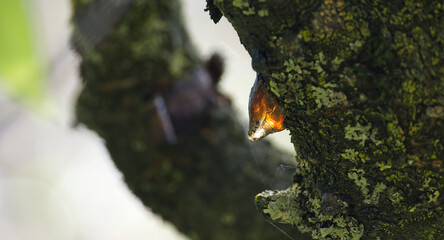 Sunlit amber resin drips from a moss-covered tree branch, showcasing natural texture.