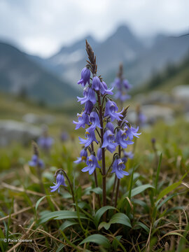 Alpine snowbell or blue moonwort in the wild growing in the Alps. Closeup of soldanella alpina flowers, blurry mountain background with grass. Violet flowers of blue moonwort plant in cloudy weather