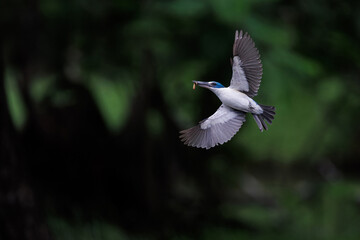 Collared Kingfisher, Todiramphus chloris, in flight after catching worm prey in forest park, mid-sized kingfisher with variable plumage pattern, greenish-blue crown and upperparts with white collar