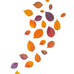 Obraz premium Vibrant Autumn Leaves in Orange, Yellow, and Purple