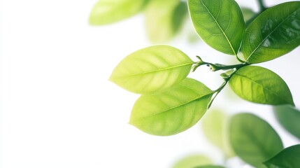 Obraz premium Delicate green foliage against a luminous white background, a nature's whisper