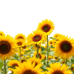 Fototapeta premium A Field of Sunflowers in Full Bloom in Spring Isolated on Transparent Background PNG