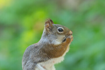Curious American red squirrel (Tamiasciurus hudsonicus) close-up portrait side view