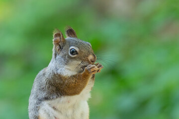 Fototapeta premium Curious American red squirrel (Tamiasciurus hudsonicus) close-up portrait side view
