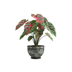 Fototapeta premium Caladium Plant in beautiful Pot for gifts on various festivals,