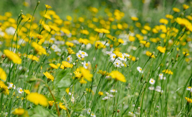 太陽に向かって咲く黄色の花畑
