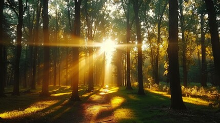 Obraz premium The sun shines through a forest, casting a beautiful golden light on a path.