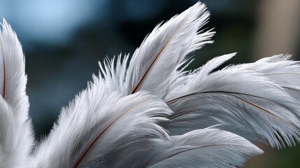 Fototapeta premium Close-up of delicate white feathers (3)