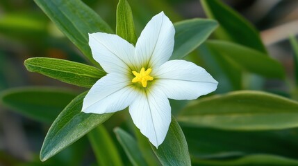 Obraz premium Close-up of a delicate white five-petal flower with a vibrant yellow stamen, surrounded by lush green leaves, ideal for nature-themed backgrounds or botanical illustrations.