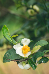 Fototapeta premium Vertical Green tea tree Flower fresh leaves in eco herbal farm. Tree tea plantations in morning sun light. Vertical Flower tea tree herbal natural garden farmland. organic Green tree in farm