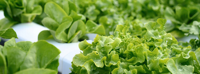 Banner fresh green organic hydroponic vegetable plantation produce salad hydroponic farm. Panorama Green oak lettuce salad in Organic Farm. Salad farm vegetable green oak lettuce with copy space