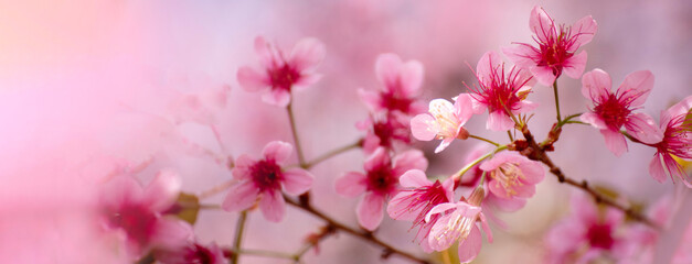 Banner Pink sweet Pastel flower floral soft nature blossom blurred background. Romance pinky plum botanical bloom spring season. Panorama Blurry Cherry blossom petals garden with copy space