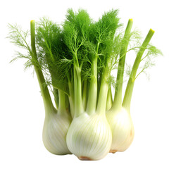 Fresh Fennel Bulbs Vegetable Food