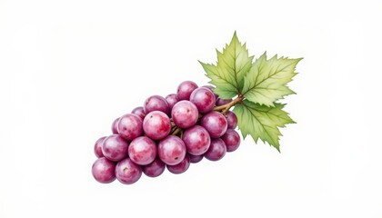Closeup of fresh green grapes with leaves on a pristine white background, study in still life