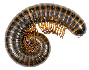 Detailed Closeup of Brown Millipede in Spiral on Transparent Background
