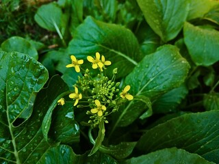 yellow flowers of a green mustard