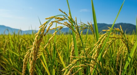 Golden Fields of Rice: Captivating Landscape of Lush Greenery Under a Clear Blue Sky