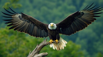 Obraz premium Majestic Bald Eagle in Flight, Wings Spread Wide Over Lush Green Foliage