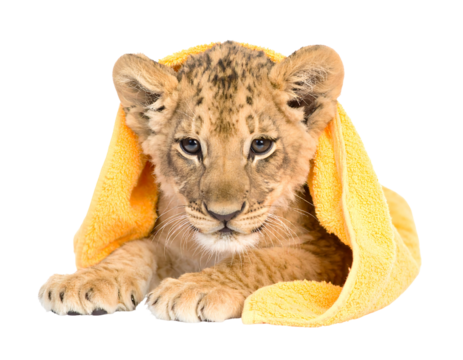 Adorable Lion Cub Wrapped in Yellow Towel