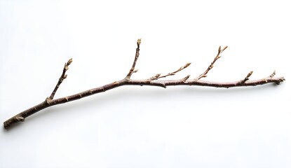 Fototapeta premium Single Branch with Buds