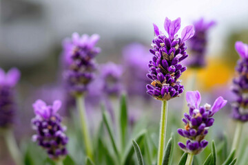 Obraz premium Single lavender plant with vibrant purple blooms and blurred background representing calm, nature, and floral beauty