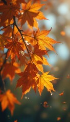Golden maple leaves bathed in soft sunlight, creating a warm and serene autumn scene with a shallow depth of field
