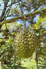 Close up of durians hanging on the tree