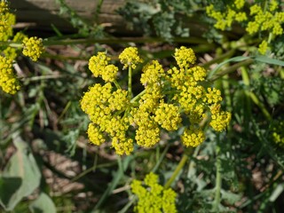 Lomatium dissectum flowers blooming on a hill in a spring grassland, Boulder, Colorado