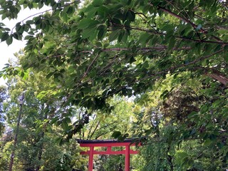 魅惑的な鳥居と囲む鮮やかな五月の緑