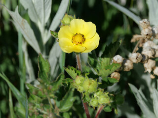 Yellow Cinquefoil flowers blooming along a spring grassland trail, Boulder, Colorado