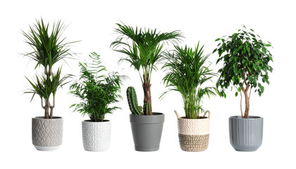 Obraz premium Fresh rosemary plant grown in a small decorative pot on white background 