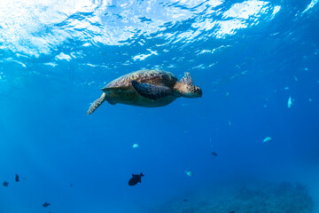Obraz premium Sea turtle swims gracefully in the clear waters off the coast of Hawaii.