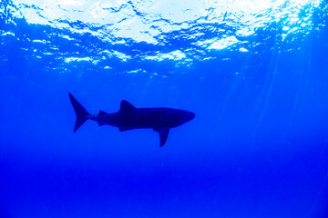 A whale shark glides through deep blue water off the coast of Hawaii.